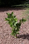 P1000737-1.jpg