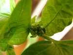 les bourgeons de fleurs du piment!!!