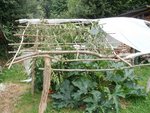 canisse tomates.jpg