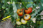 jardin_120628-(3)MRed.jpg