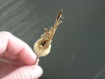 DSCN8117.JPG