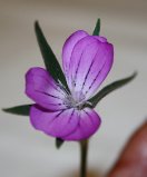 fleur.jpg
