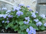 DSCF4604 - Copie.JPG
