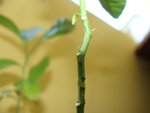 DSC02669.JPG