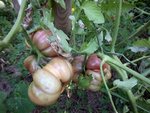 100_0199.jpg