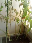 Pas terrible, les plants...