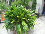 iden cactus 028.jpg