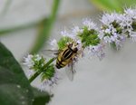 Insecte sur fleur de menthe...