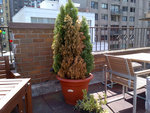 Manhattan Thuya marron.jpg