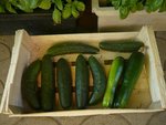 courgettes et concombres.jpg