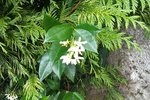 Fleurs blanches.jpg