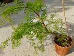 plante 1.JPG