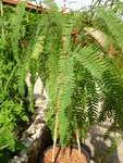 plante 2.JPG
