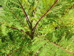 plante 3.JPG