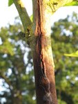 IMG_0707.JPG