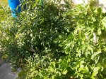 fouillis 160812a.JPG