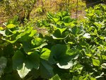 courgettes160812.JPG