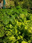 laitue à couper et courge bresse.JPG