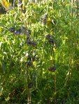IMGP0862.JPG