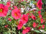 mes fleurs sont malades 002.jpg