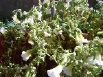 mes fleurs sont malades 001.jpg