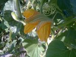 légumes a découvrir 0071.jpg