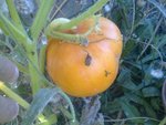 légumes a découvrir 0091.jpg
