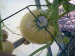 légumes a découvrir 0101.jpg