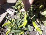 IMG_20120817_173205.jpg