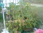 samedi courges potiron et merveilles juillet 2012 0122.jpg