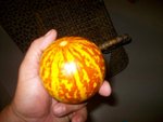 melon tigre 19012.JPG