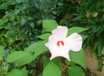 Hibiscus Moscheutos.JPG