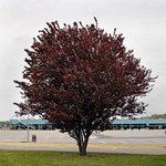 484Prunus%20C%20Pissardii%20Nigra.jpg