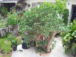 crassla ovata.jpg