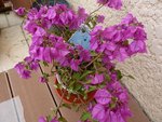 :?: Bonjour, je viens d'acheter un bougainvillier violet mais depuis quelques jours il perd ses feuilles ainsi que les nouvelles poussent de fleurs ?Je lui ai mis un cache pot avec de billes d'argiles et de l'ecorce au dessus.<br />merci de votre aide voici une photo