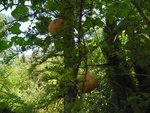 le mélèze à potimaron.jpg