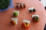 Récolte du 14-08.JPG