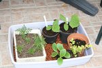 Mes derniers plants à repiquer.JPG