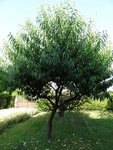 DSC01352.JPG