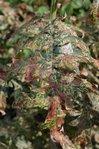 Feuille d'Echinops malade