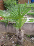 arbre.jpg