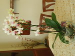 Phalaenopsis.JPG