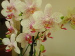 Phalaenopsis2.JPG