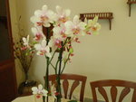 Phalaenopsis3.JPG