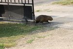 J'ai bien cru qu'il partait mais au dernier moment il est retourné sous les thuyas.