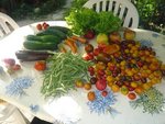 récolte du potager aujourd'hui.jpg
