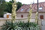 100_4709_redimensionner.JPG
