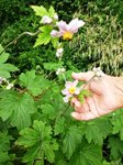 fleur de la plante à identifier
