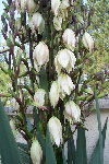 100_4705_redimensionner.JPG