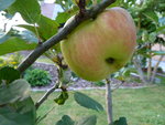 La 1ère des 2 pommes.